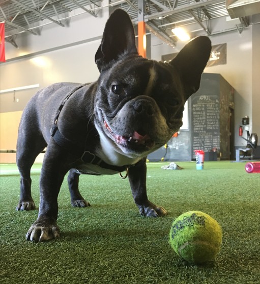 A small, black and white dog with large ears and a green tennis ball