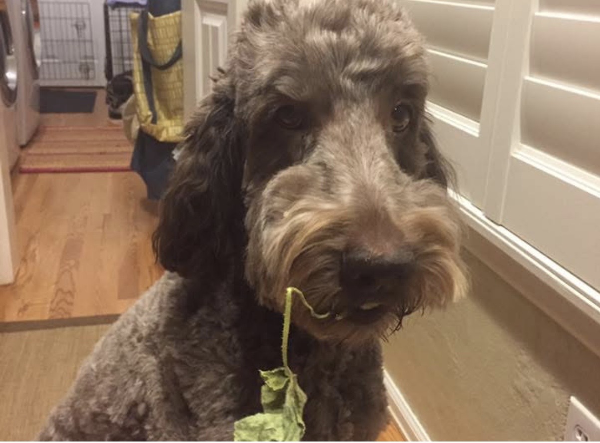 A brown, curly-haired dog named Chuck looks into the camera with a piece of greenery dangling from his mouth