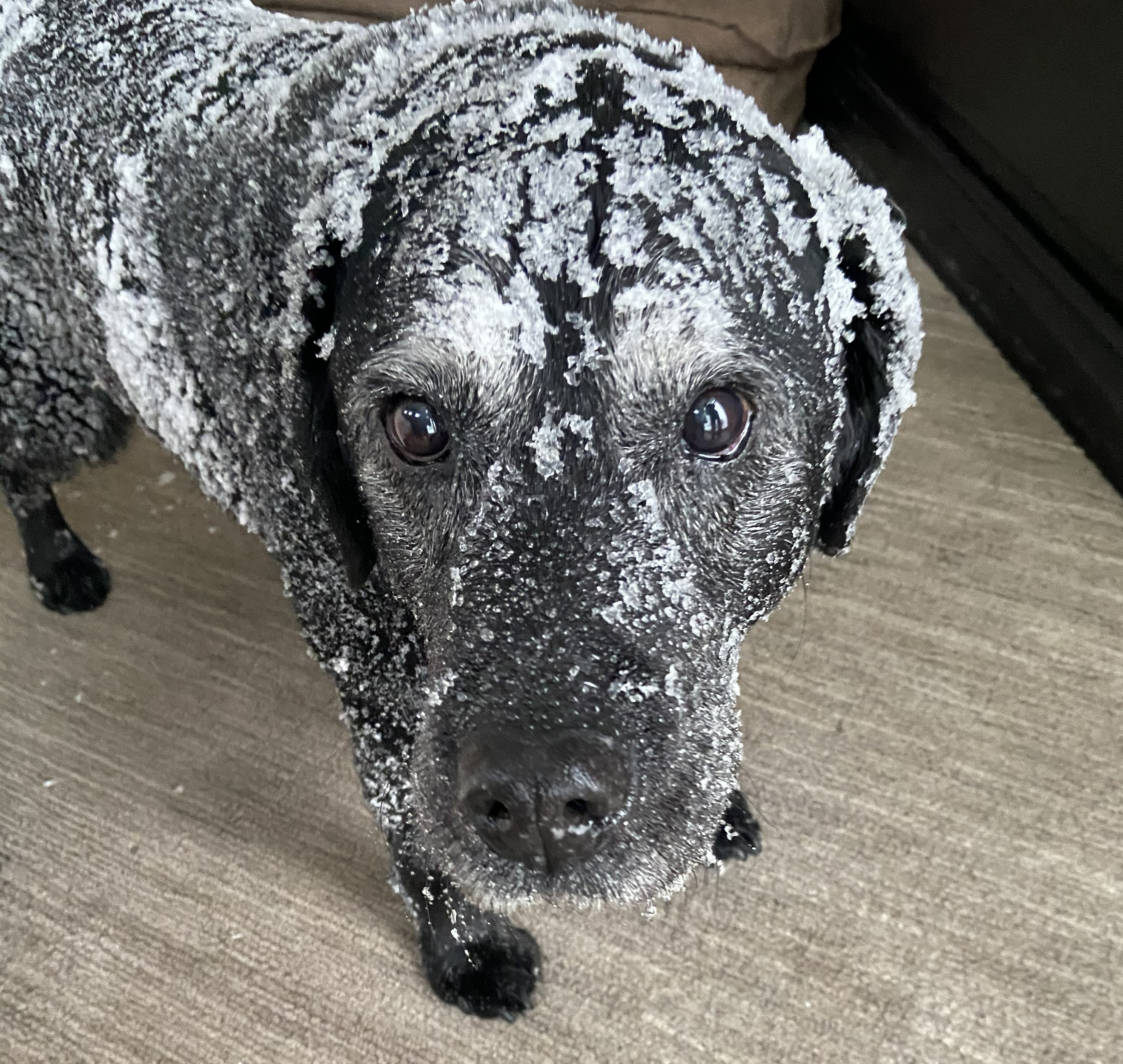 A black dog with warm brown eyes stands looking into the camera, cheerfully covered in snow. Her name is Kona.